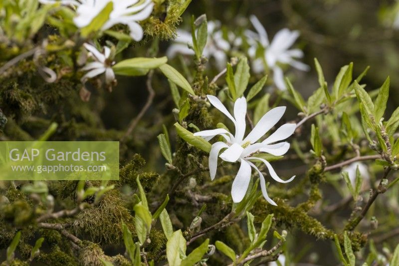 An old Magnolia Stellata is cocvered in moss and lichens. Flowers. Spring. May. Close up. 