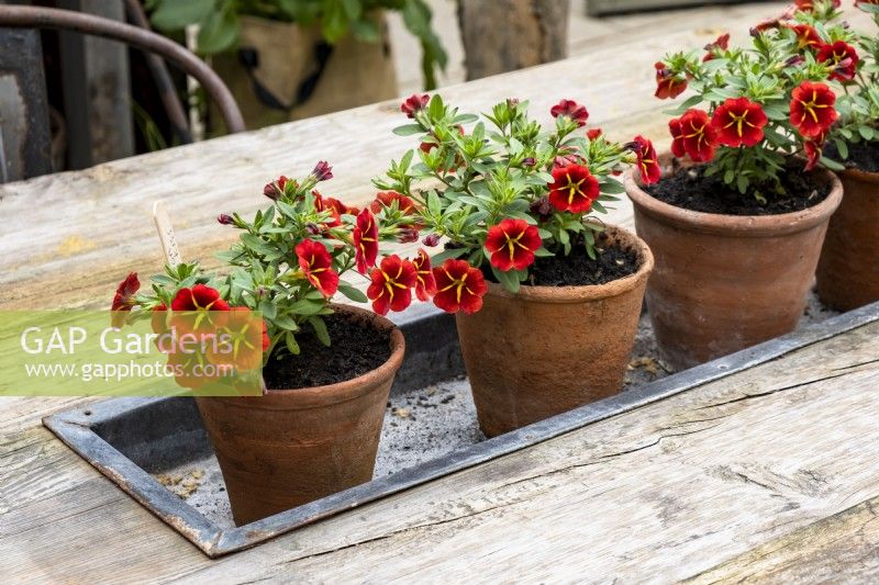 A row of Calibrachoa 'Red Kiss' in terra cotta pots sitting in a tray embedded in the table top.