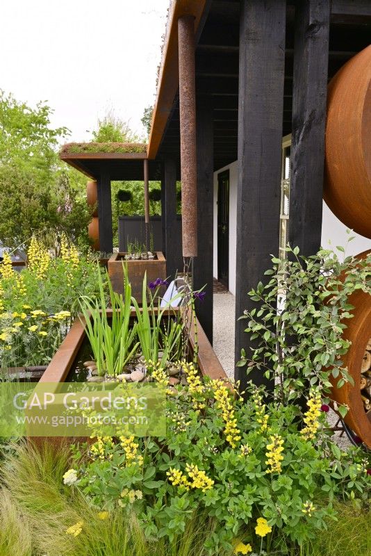 Urban front rain garden, capture and storage of rainwater from downpipes and rain chains to two rusty water storage tank with Iris laevigata Black Gamecock,  Equisetum japonicum, Baptisia Lemon Meringue, Cotoneaster franchetii. June
Designer: Nicola Haines, Citroen Power of One at Bord Bia Bloom Dublin 2023. 
