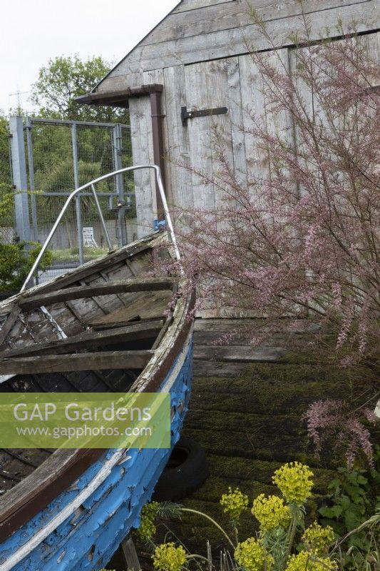 Cornish Seaside garden with wooden boat in fornt of a boat shed. Trago Mills show gardens, Devon, UK. May. Spring