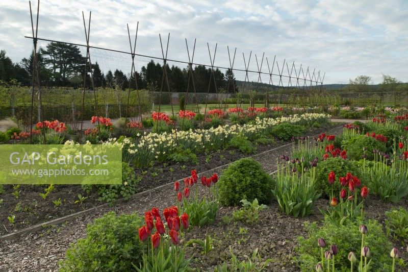 Tulipa 'Request' and Tulipa 'Black Hero' and Narcissus 'Regeneration'  in rows in the Gordon Castle Walled Garden.