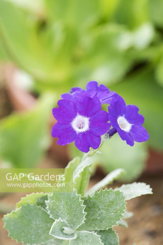 Primula marginata 'Mauve mist' - Auricula Primrose