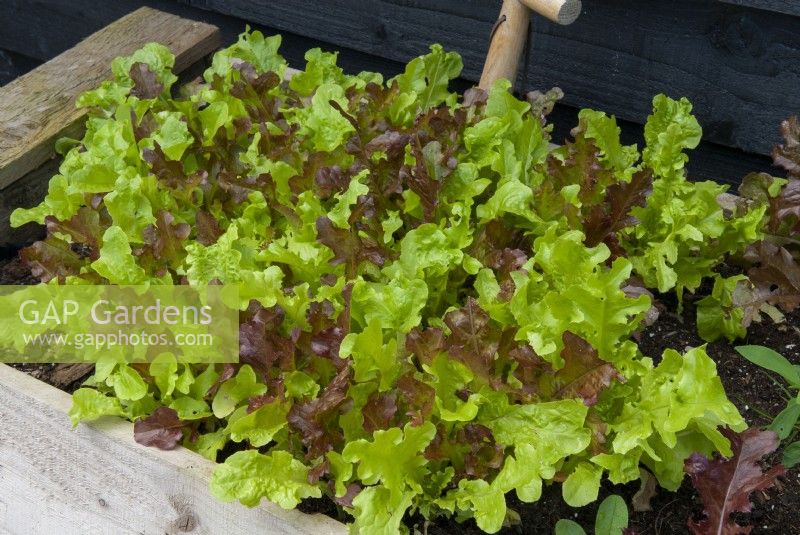 Mixed Lettuces grown in wooden tray - Open Gardens Day, Coddenham, Suffolk