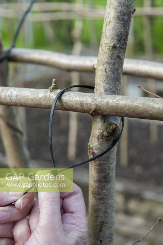 Using plastic cable ties for construction of Runner Bean supports