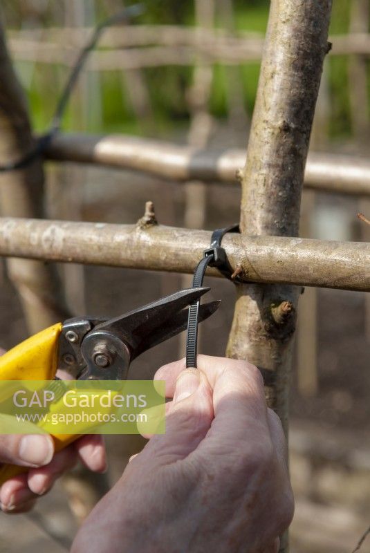 Using plastic cable ties for construction of Runner Bean supports and snipping tail after tightening