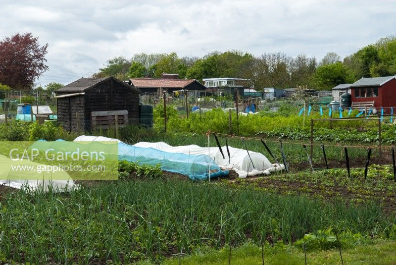 Vegetable plots on allotments showing use of nets and plastic sheets for crop protection - Orford, Suffolk