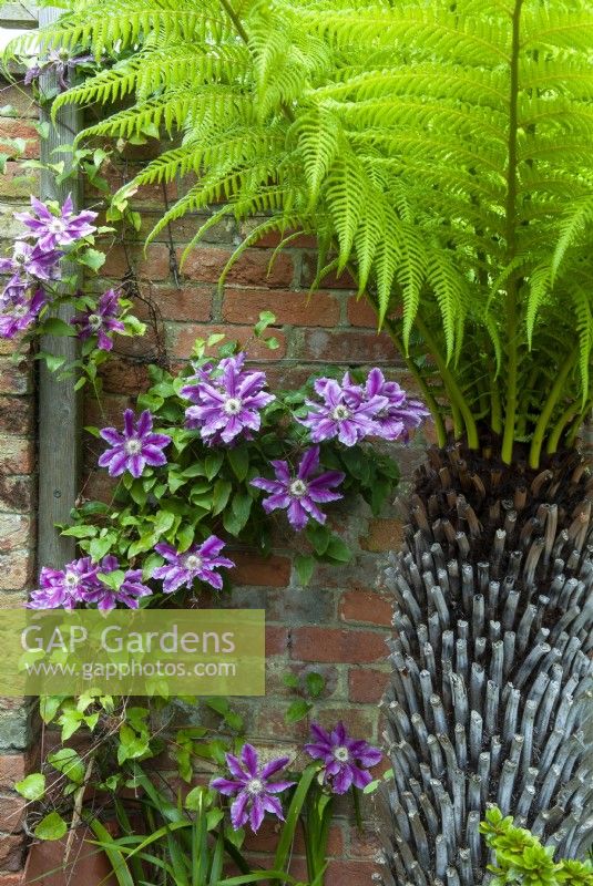 Clematis 'Dr Ruppel' in shade of Tree Fern - Hidden Gardens Day, Woodbridge, Suffolk