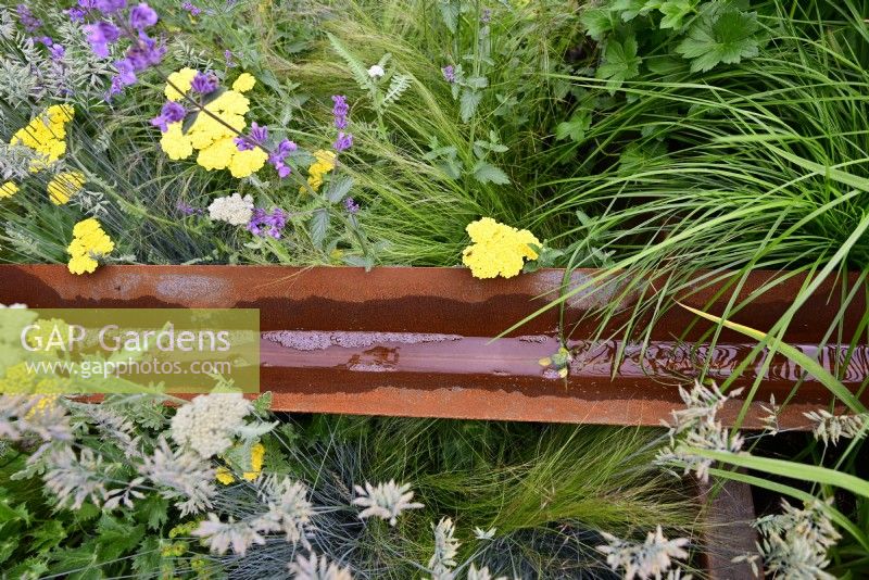 Urban front rain garden with rusty steel water rill among lush planting: Festuca glauca Intense Blue, Stipa tenuissima 'Ponytails', Achillea millefolium Moonshine, June
Designer: Nicola Haines, Citroen Power of One at Bord Bia Bloom Dublin 2023. 
