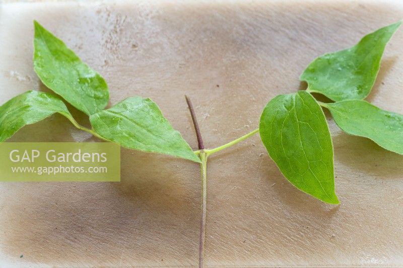 Clematis stems are prepared to make cuttings with the removal of excess stems and leaves.