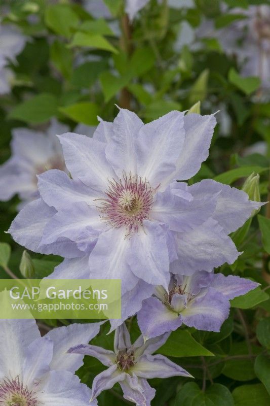 Clematis 'Tranquilitie', a compact clematis that thrives in containers, flowering from early to mid summer, and again in early autumn.