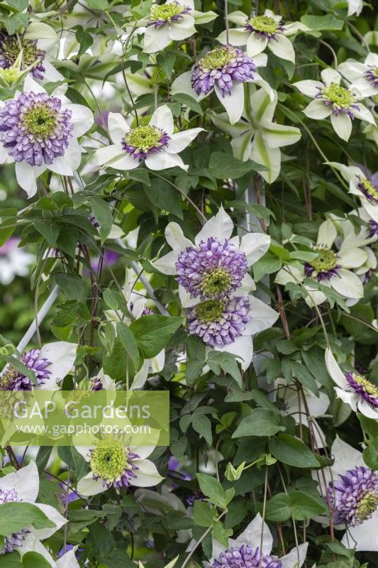 Clematis 'Vienetta' has a stunning boss of central petaloid stamens amidst creamy petals, flowering from early summer until autumn.