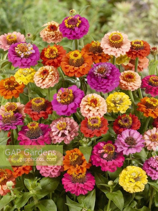 Zinnia elegans Thumbelina mix, autumn September