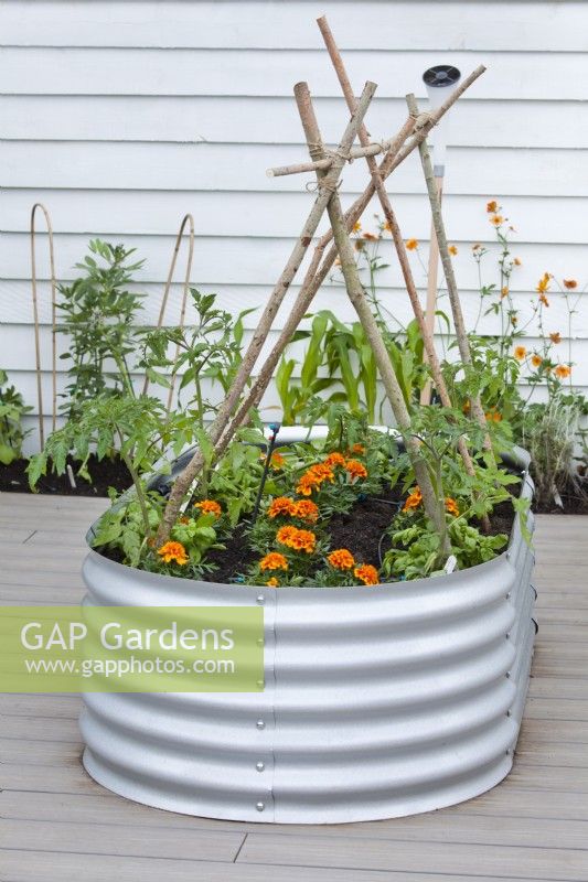 Metal raised bed planted with tomatoes and French marigolds.