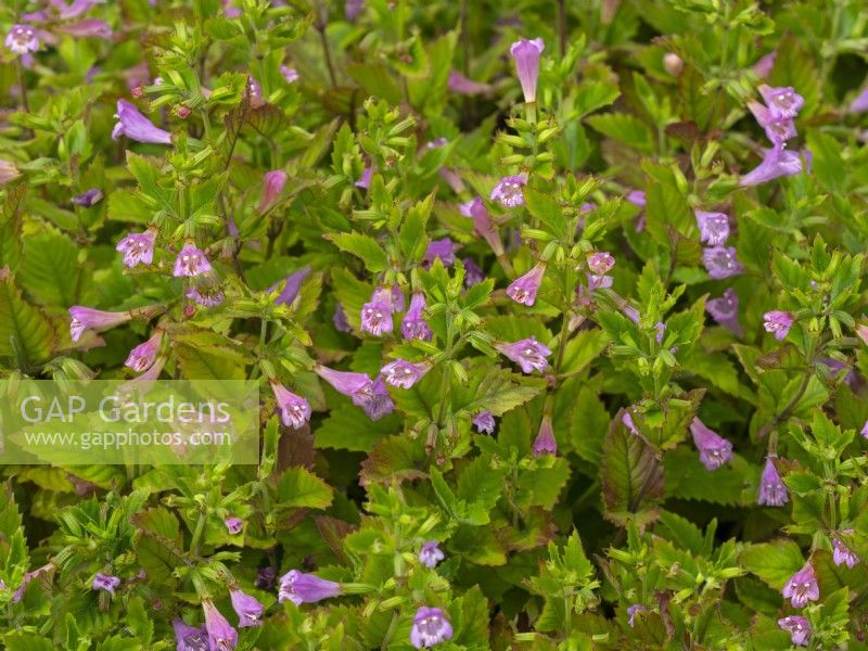  Calamintha grandiflora 'Variegata Norfolk June