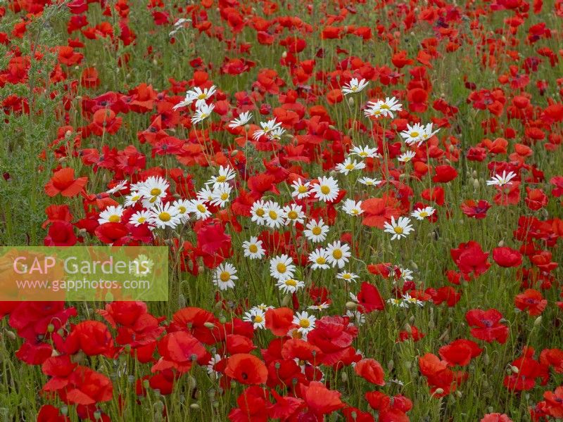 Papaver rhoeas - Corn poppies and Ox-eye Daises Leucanthemum vulgare on field margin late June Summer North Norfolk