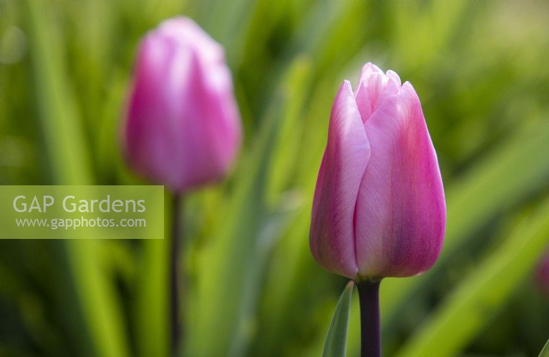 Tulipa 'Aafke' - tulip - April