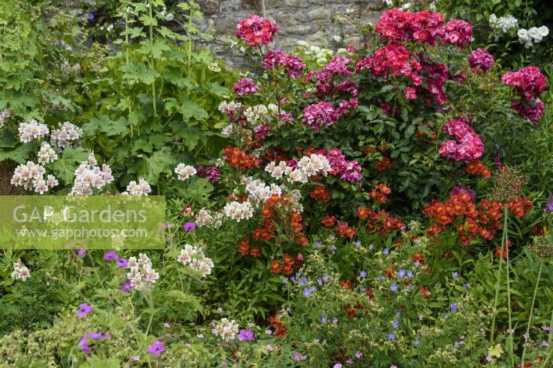 June border with geraniums, alstroemerias and roses.