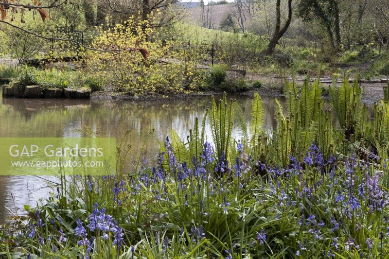 View across the Upper Lake with bluebells and ostrich ferns in the foreground.  Marwood Hill gardens, Devon. Spring. May. 