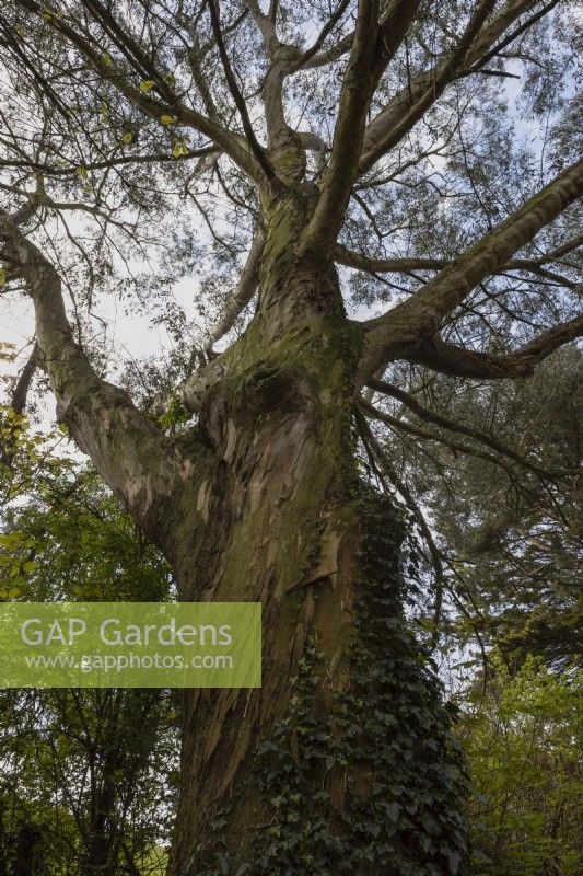 A Champion Tree, as measured by The Tree Register of the British Isles. This tree has the greatest girth of any Smithton peppermint, Eucalyptus nitida in England. Marwood Hill gardens, Devon. Spring. May. 