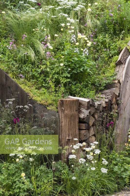 A green roof on a hillside hollow built into a bank, planted with grasses, ragged robin, white laceflowers and yellow globeflowers. 