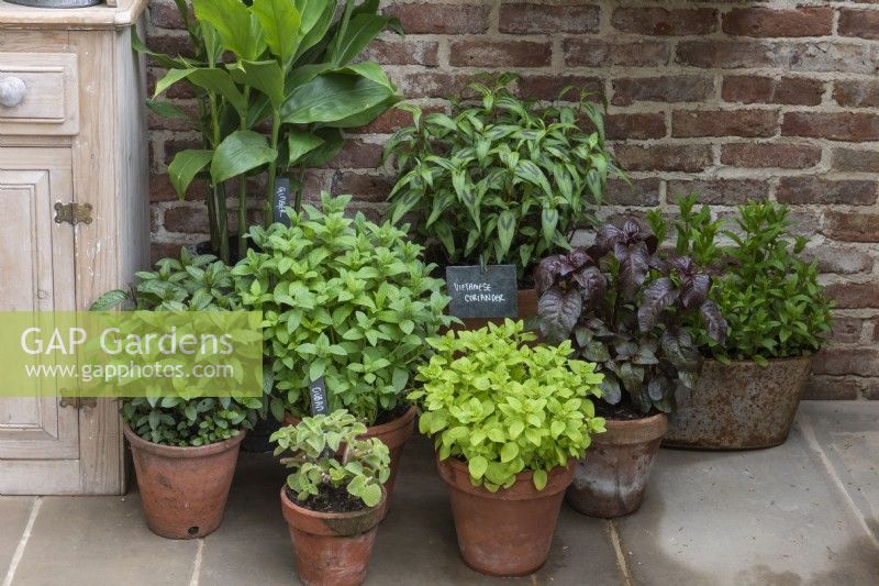 Pots of coriander, mint and basil.