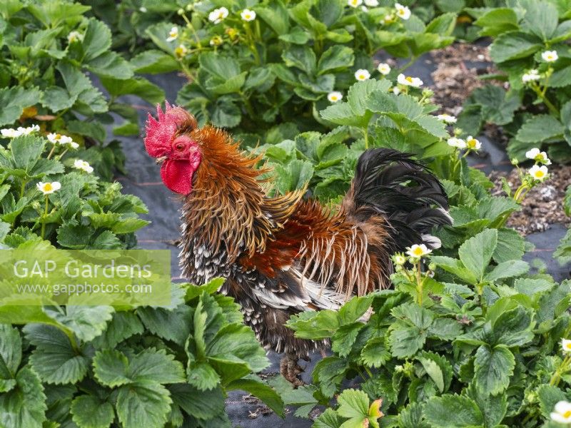 Bantam cockerel free ranging in garden strawberry bed Summer June