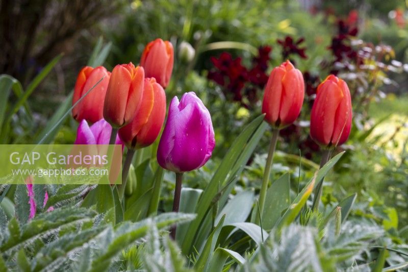 Pink and orange tulips in a mixed border
