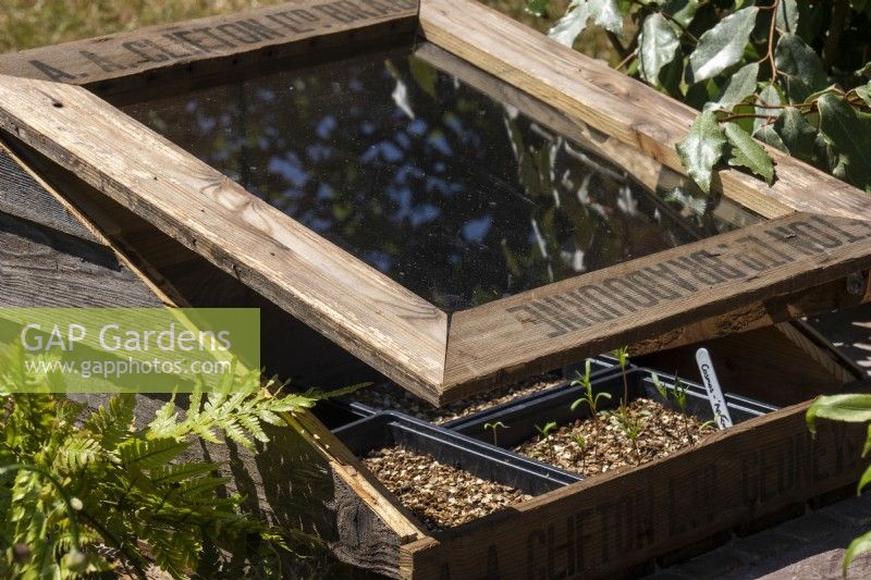 Cold frame made with recycled wood with cosmos seedlings in seed trays - Beautiful Border To The Garden I Go to Lose My Mind and Find My Soul - BBC Gardeners' World Live 2023 - Designer Shona Lockheart