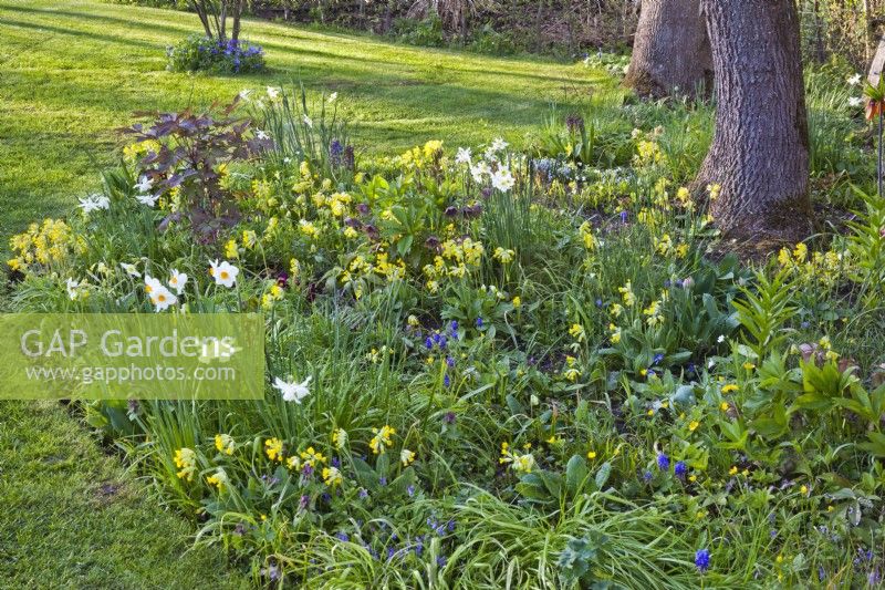 Mixed spring border with Primula veris, narcissus, grape hyacinth and hellebores.