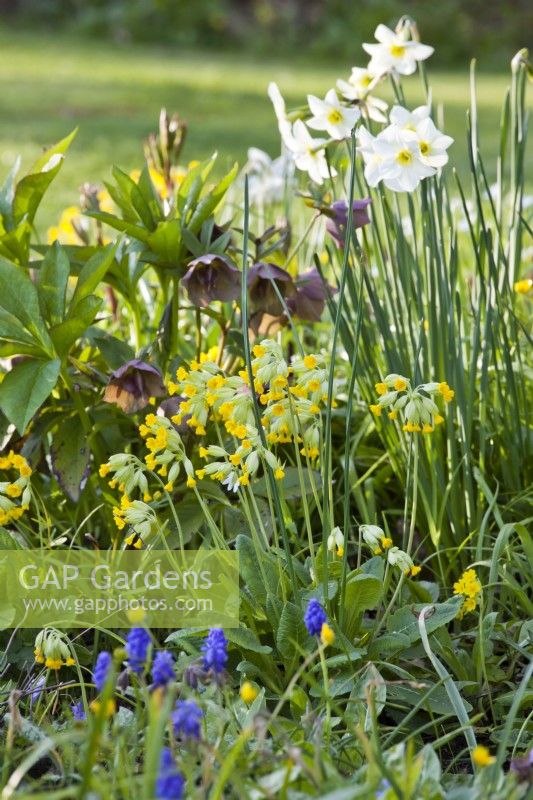 Mixed spring border with Primula veris, narcissus, grape hyacint and hellebores.