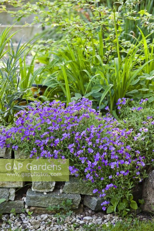 Aubrieta planted in dry stone wall.