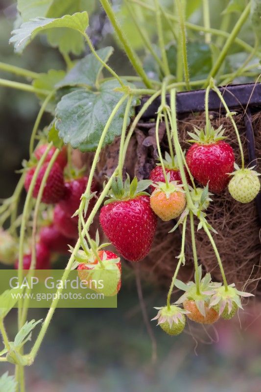 Fragaria Symphony' strawberry growing in a hanging basket with a coir liner