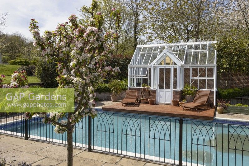 Four Seasons Garden, representing a walled town house garden with greenhouse & swimming poo. Malus, Golden Hornet, crab apple trees in blossom in the foreground. Trago Mills show gardens, Devon, UK. May. Spring