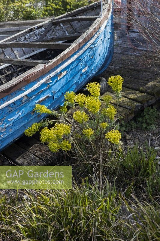Cornish Seaside garden with wooden boat and euphorbia beside it. Trago Mills show gardens, Devon, UK. May. Spring