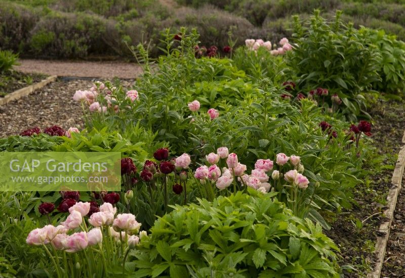 Rows of Tulipa 'Angelique' and Tulipa 'Uncle Tom' surrounded herbaceous plants in a raised bed in the Gordon Castle Walled Garden.