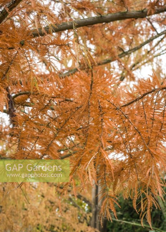 Taxodium distichum, autumn November