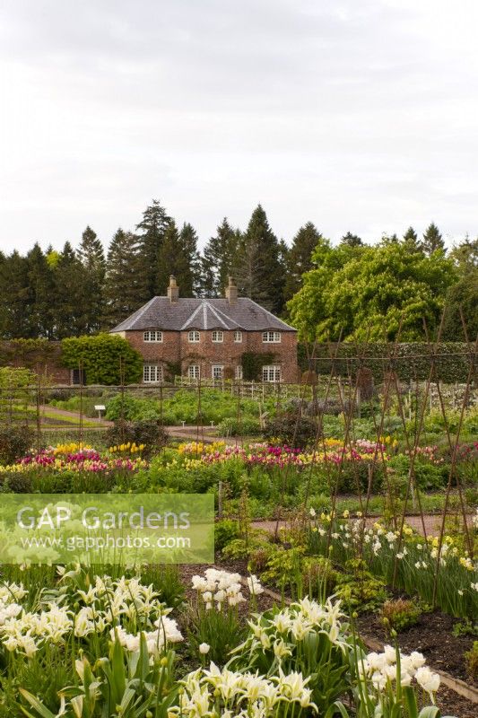 Rows of Tulipa 'Green Star' and Tulipa 'Honey Moon', white tulips in front of  rows of  multicoloured tulips in the Gordon Castle Walled Garden.