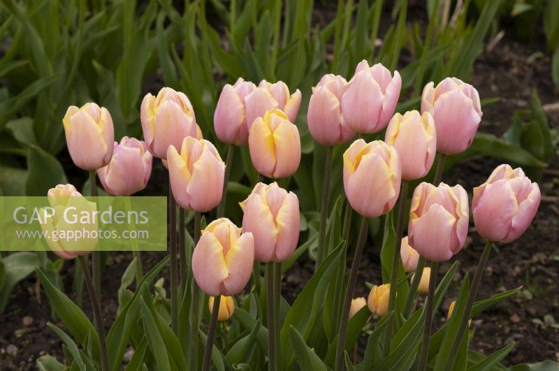 Tulipa 'Big Smile' a pale pink and yellow tulip in the Gordon Castle Walled Garden