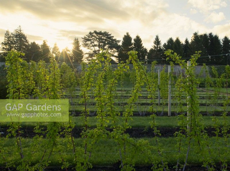 Raspberry 'Glen Coe' plants growing on plant supports in rows at sunrise  in the Gordon Castle Walled Garden.