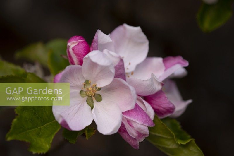 A close-up of Apple Blossom - Malus 