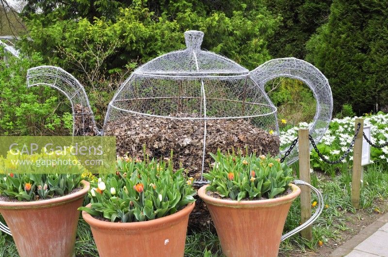 Wire, openwork teapot-shaped ornamental compost bin with dead leaves, surrounded by spring flowers: tulips in ceramic pots and white narcissus. RHS Garden Harlow Carr.