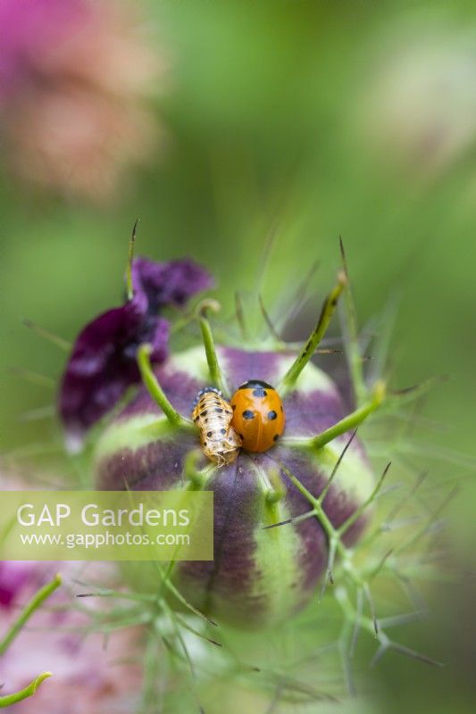 Ladybird next to its cocoon ontop of a nigella seed pod