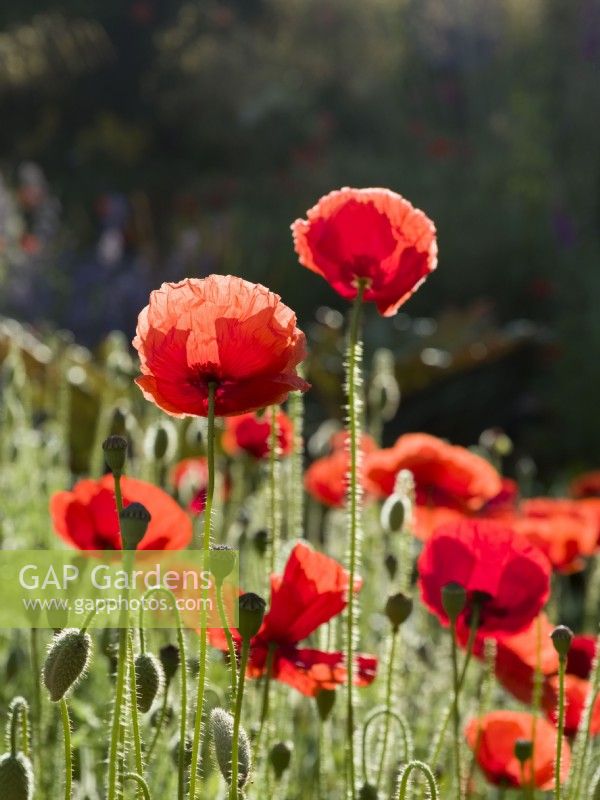 Papaver rhoeas - Common poppy flowers