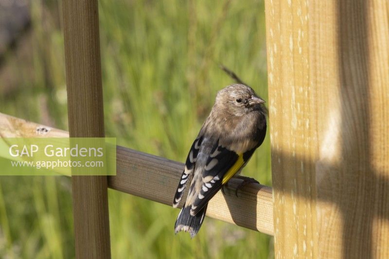 A goldfinch fledgling on a trellis. Selective focus. June. Summer. 