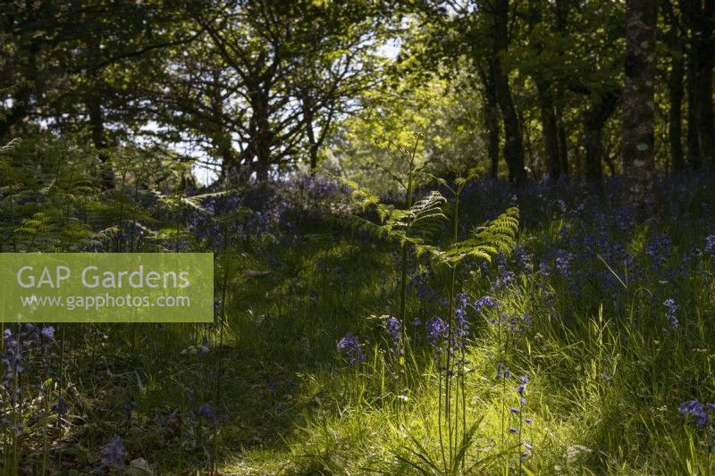 Bluebells and bracken grow in a young broadleaved Dartmoor woodland garden. 