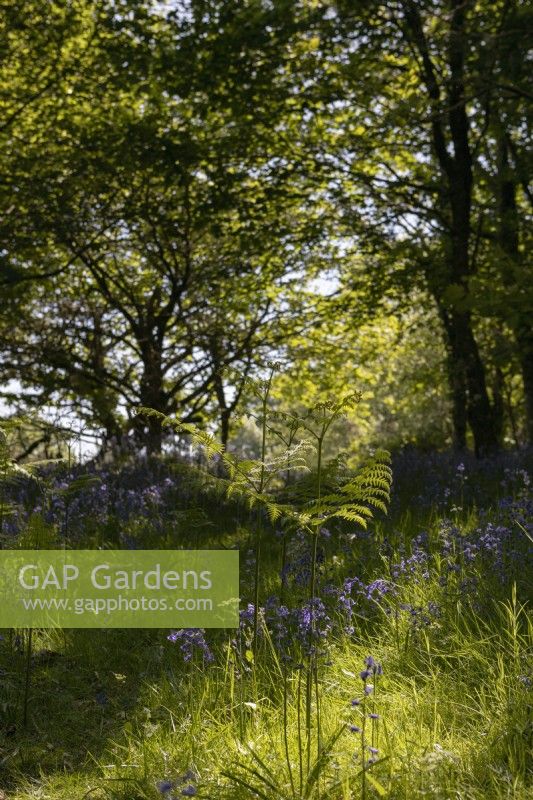 Bluebells and bracken grow in a young broadleaved Dartmoor woodland garden. Spring. May. 