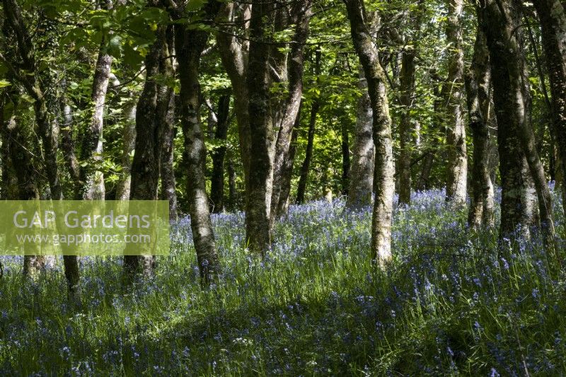 Bluebells grow in a young broadleaved Dartmoor woodland. Spring. May. 