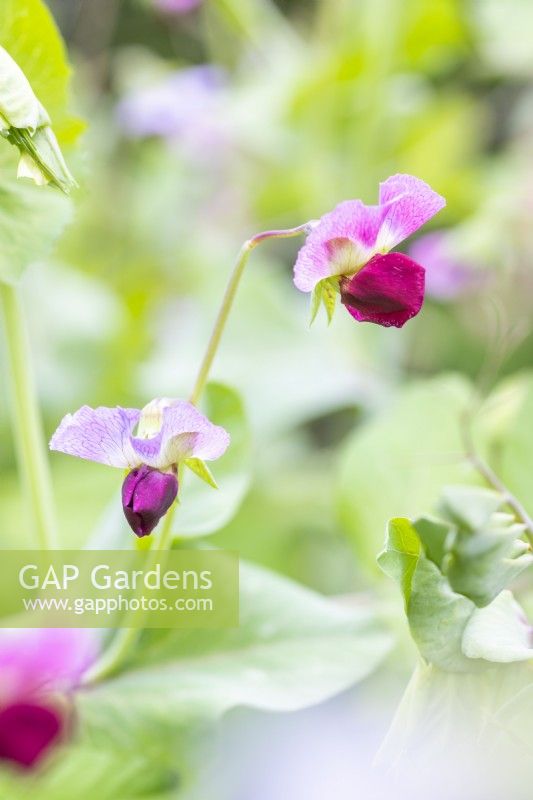 Pea 'Purple Podded' Flower