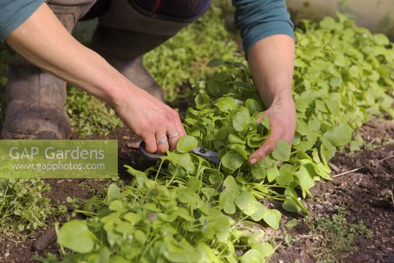 Gardener picking winter purslane - Claytonia perfoliata for a spring salad