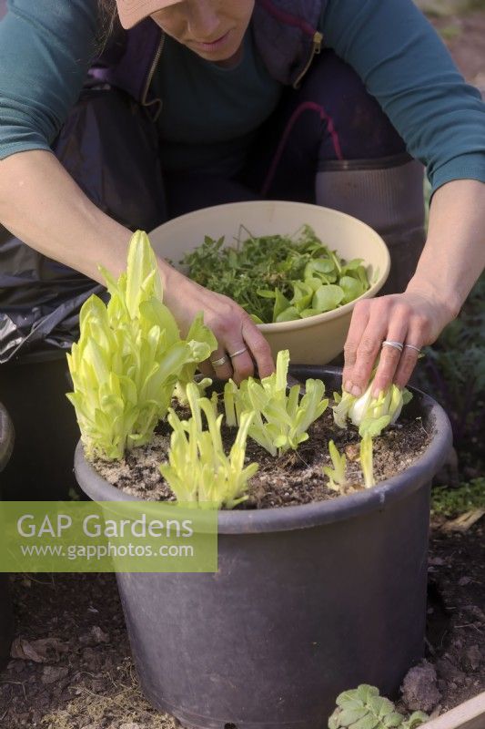 Gardener harvesting shoots of forced Chicory - Cichorium intybus 'Witloof' for a salad using a sharp knife